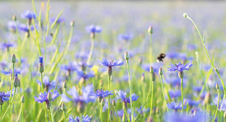 beautiful summer landscape with cornflower field, desktop wallpaper.  Close up imageの写真素材