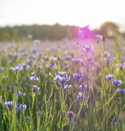 beautiful summer landscape with cornflower field and sunset reflection.  desktop wallpaper. Tint imageの写真素材