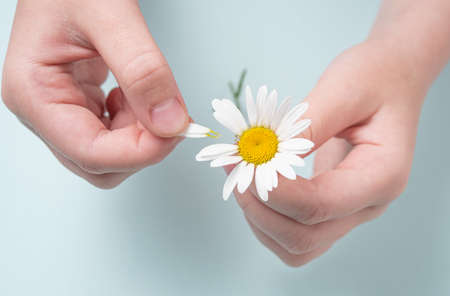 girl holds a white chamomile in her hands and guess on her petals on blue background. Top view and macro imageの写真素材