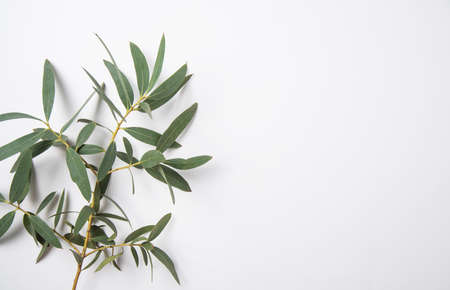 fresh eucalyptus branch on a white  background. Top view and copy space imageの写真素材