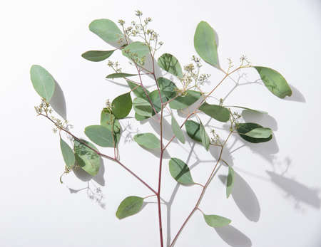 fresh eucalyptus branch on a white  background with hard shadows. Top view imageの写真素材