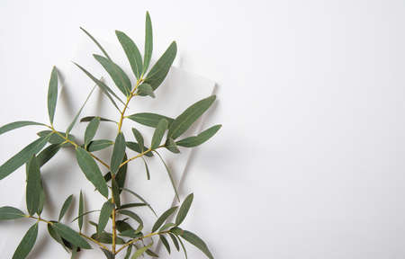fresh eucalyptus branch on a white  background. Top view and copy space imageの写真素材