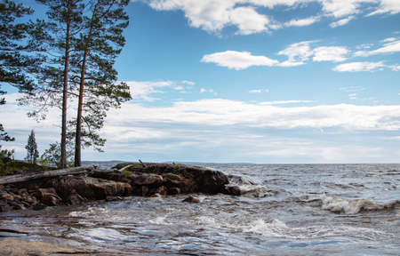 Beautiful landscape on the shore of the Ladoga lake with stones and pine tree at sunny day. Ladoga lake,  Kareliaの写真素材