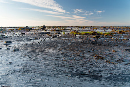 Beautiful sunrise on the shore of the White Sea at low tide with rocks and algae on a sunny morning in Belomorsk, Kareliaの写真素材