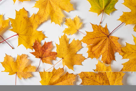 autumn maple colorful leaves on a white background. Top view.の写真素材