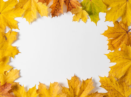 autumn maple leaves arranged in a frame on a white background. Top view and copy space.