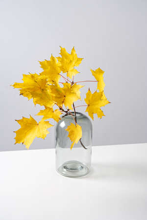 bouquet of yellow autumn leaves in a glass vase on a white table. Front view and copy space. Vertical orientation.の写真素材