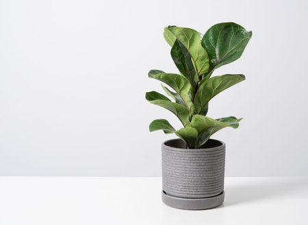 ficus lirata bambino tropical  plant in a concrete  pot on a gray background. Scandinavian style. Front view and copy space.の写真素材