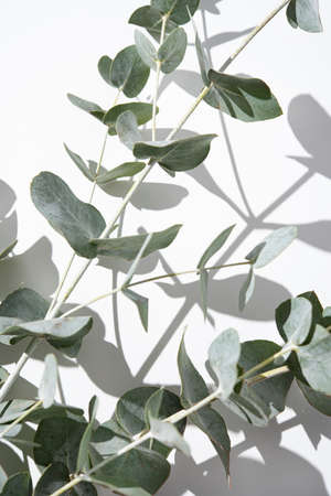 Eucalyptus branches on a light gray background with shadows. Macro and close up.の写真素材