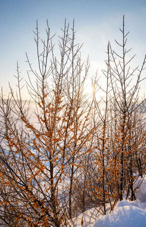 A bush with frozen sea buckthorn on the shore of a snow-covered lake on a winter day against the backdrop of sunset.の写真素材