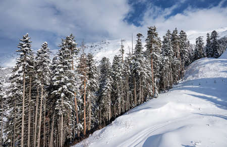 Beautiful landscape of the Arkhyz ski resort with mountains, snow and forest on a sunny winter day. Caucasus Mountains, Russia.の写真素材