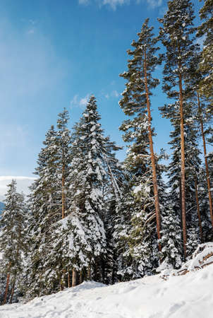 Beautiful landscape of the Arkhyz ski resort with mountains, snow and forest on a sunny winter day. Caucasus Mountains,  Russia.の写真素材