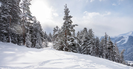 Beautiful landscape of the Arkhyz ski resort with mountains, snow and forest on a sunny winter day. Caucasus Mountains, Russia.の写真素材