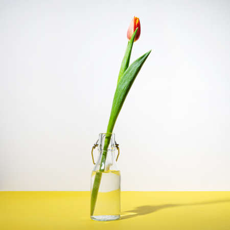 One beautiful red yellow tulip flower in a glass bottle on a white yellow background with a shadow. Front view and copy space.の写真素材