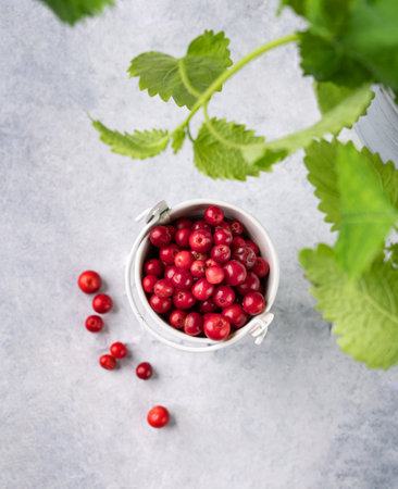 Juicy forest lingonberry in a bucket  on light textured background with mint leaf. Fresh red cowberry.  Healthy food concept. Top view and copy space.の写真素材