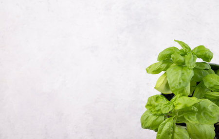 A light background with fresh basil. The concept of healthy food. Top view and copy space.の写真素材