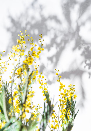 A branch of yellow mimosa flowers with shadow on a white background. Concept of 8 March, happy women's day. Top view and space for text.の写真素材
