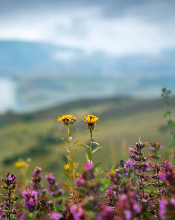 Landscape with a mountain and fields with flowers close up on a cloudy summer day after rain with a haze. Dagestan, Russia.の写真素材