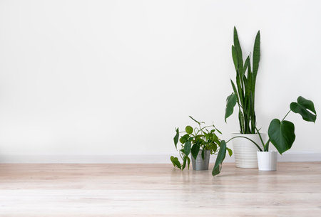 Houseplants in white pots on a light gray floor against a white wall in an empty room. The concept of minimalistic Scandinavian style in  
the interior. Free space for text.の写真素材