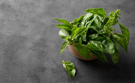Fresh basil in a wooden bowl on a dark background close up. The concept of dietary and spicy herbs. Rustic style. Free space for text.の写真素材