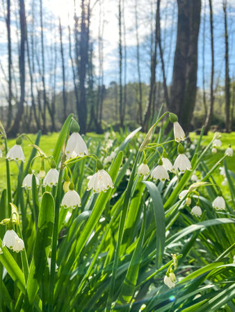Beautiful white snowdrop flowers on a beautiful morning with sunlight among the trees close-up. View of spring flowers in the park.の写真素材