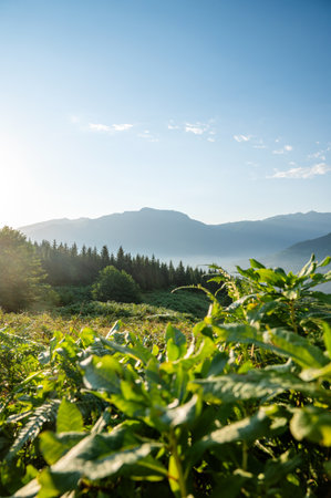 Beautiful landscape with mountains, grass and a valley at sunset with blue sky and clouds. View of the valley in Adjara, Georgia.の写真素材
