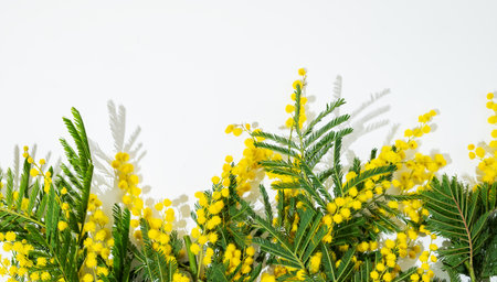 Flat lay of mimosa or acacia branches on white background with sunlight. Spring holiday mock up concept, Mother's day gift card with flowers. Top view and copy space.の写真素材