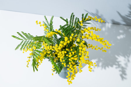 Bouquet of yellow mimosa or acacia in a vase on a light background with sunlight. Spring holiday concept, gift card with flowers for mother's day. Top view.の写真素材