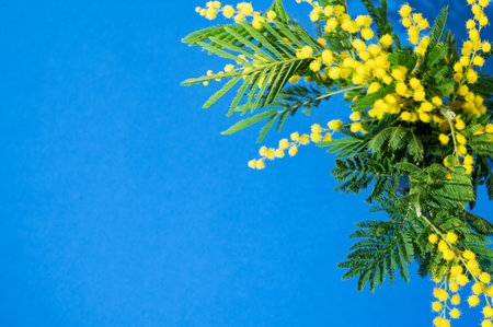 Flat lay of mimosa or acacia branches on blue background with sunlight. Spring holiday mock up concept, Mother's day gift card with flowers. Top view and copy space.の写真素材