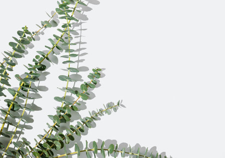 Eucalyptus branches on white background with sunlight and shadow. Natural and eco-friendly design concept for postcard or advertisement layout. Top view and copy space.の写真素材