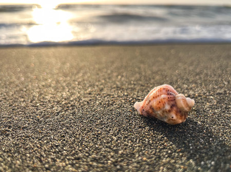 Seashell on the sand on the seashore or ocean against the background of water and sunset or sunrise....