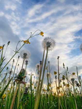 Dandelions and yellow wildflowers growing on a grassy meadow against a cloudy sky and sunset light. Summer concept. Bottom viewの写真素材