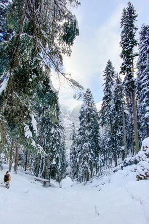 Snowy evergreen forest with tall pine trees in the mountains and a walking man. Concept of solitude and winter adventures. Arkhyz, Russia.の写真素材