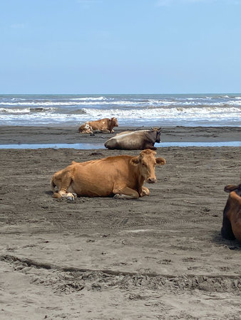 Several cows are lying on a sandy beach with the sea and waves in the background. The concept of animals in unusual places, a serene moment. Dagestan, Russia.の写真素材