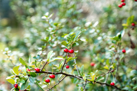 Bunch of bright red berries on a green bush with foliage in sharp focus against a blurred natural...