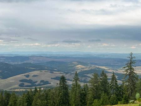 Dense pine forest in the foreground with rolling green hills and distant mountains under a cloudy sky in natural daylight.の写真素材