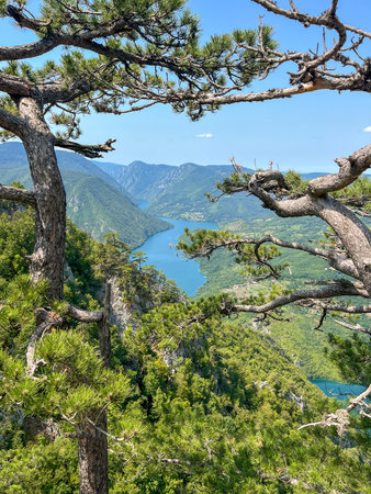 Canyon river meandering among green forested mountains; nature landscape photography under clear blue sky; summer tranquility travel concept nature landscape. Tara National Park; Serbia. Top view.の写真素材