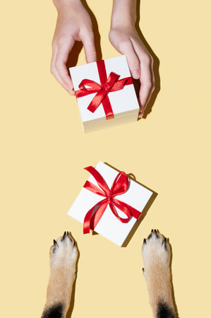 White gift boxes with red ribbons, held by human hands and dog paws on a yellow isolated background with a shadow. Pet gift concept in a minimalist style. Top view, copy space.の写真素材