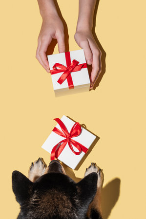 A black Shiba Inu dog looks at a gift box with a red ribbon in front of a person holding another box against a bright yellow background. Pet-friendly concept of gift-giving to people and animals. Top view, copy space.の写真素材