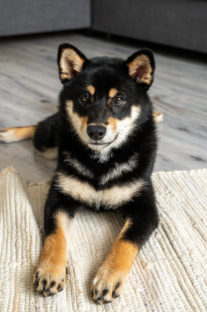 A black and tan Shiba Inu dog lies calmly on a woven rug in a naturally lit room, creating a warm and welcoming atmosphere for pet lovers.の写真素材