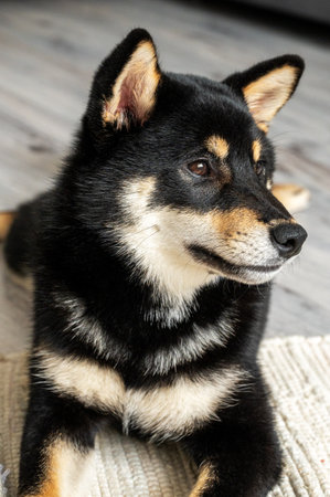 A black and tan Shiba Inu dog lies calmly on a woven rug in a naturally lit room close up, creating a warm and welcoming atmosphere for pet lovers.の写真素材