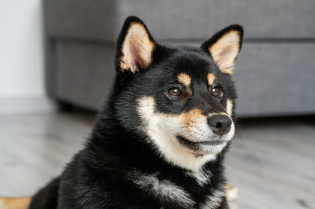 A black and tan Shiba Inu sits in a cozy room with a sofa in the background close up. Pet concept. Front view.の写真素材