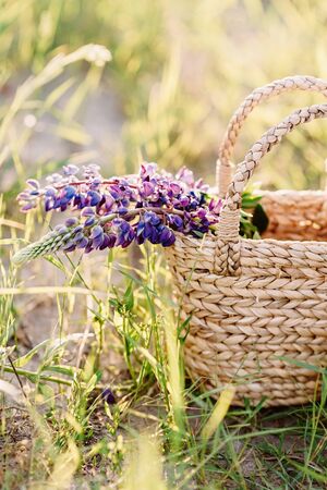 The flower branch with purple little buds protrudes from a braided basket. Basket with field flowers among grassの写真素材
