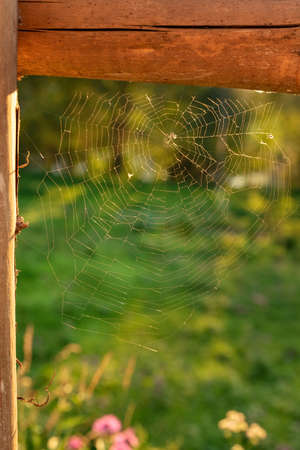 Golden cobweb with glistening morning dew in the grassland in indian summer season. Close-up. Warm tone. Bright sunrise sunset background.の写真素材