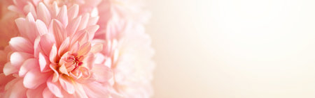 Defocused pastel, peach, coral dahlia petals close up of flower dahlia, floral abstract banner, soft focus.の写真素材