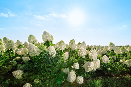 Field of white hydrangeas in summer garden, sunset light, landscape. Azores island, Portugal.の写真素材