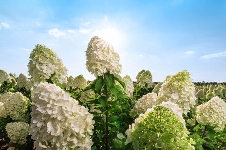 Selective focus on beautiful bush of blooming white Hydrangea or Hortensia flowers and green leaves...