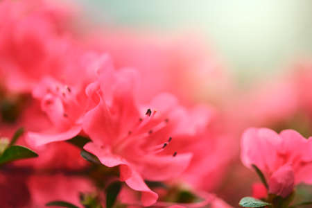 Gentle natural background in vibrant colors with a soft focus of macro azalea flower at sunset. Beautiful spring blossom, inspiration nature.の写真素材