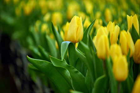 Bright spring flowers tulips, selective focus. . Womens Day. Mothers Day. Celebration. Gardening and...