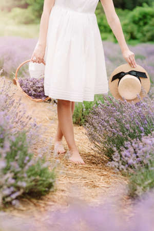Woman holding wicker basket with a lavender in the fieldの写真素材